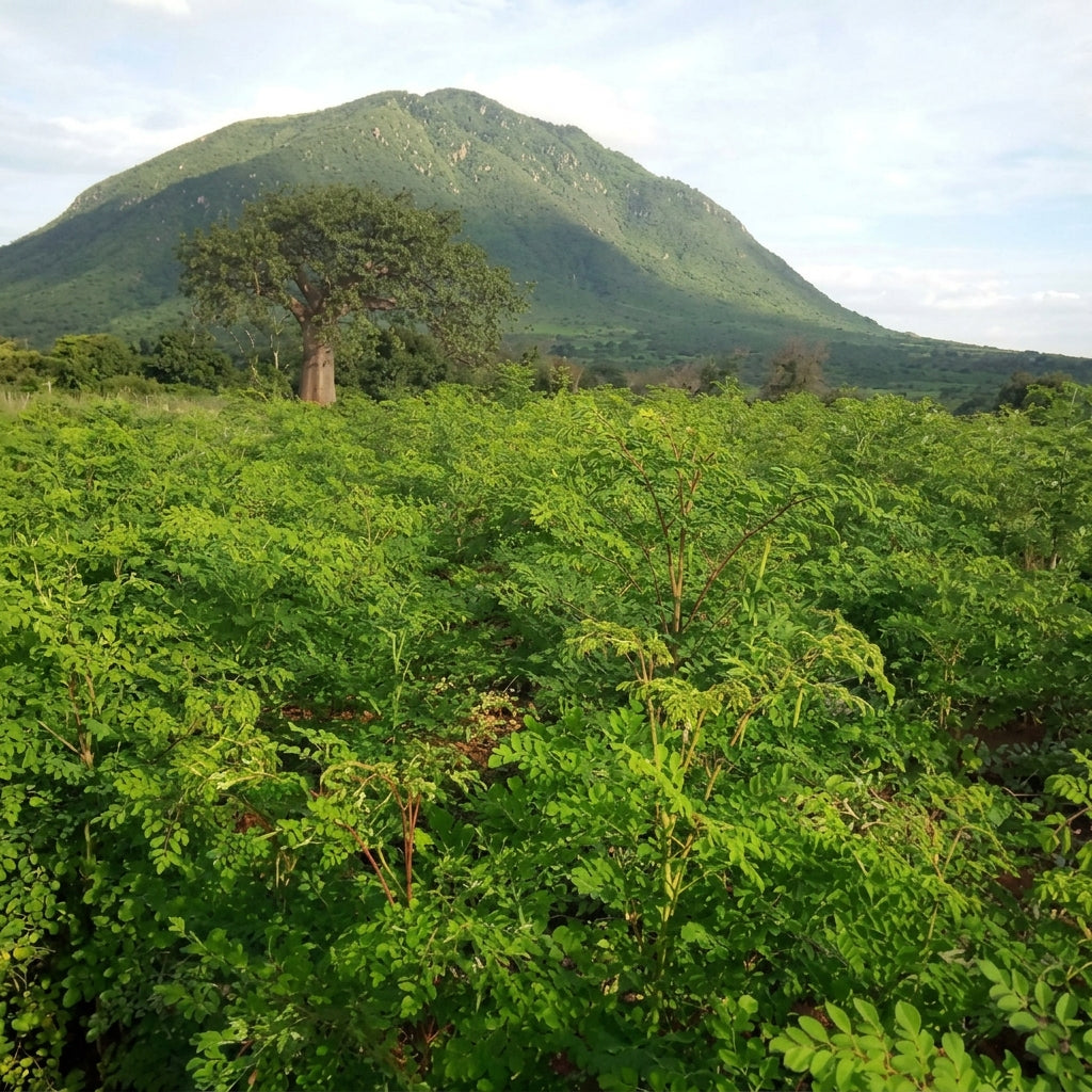 Moringa Powder