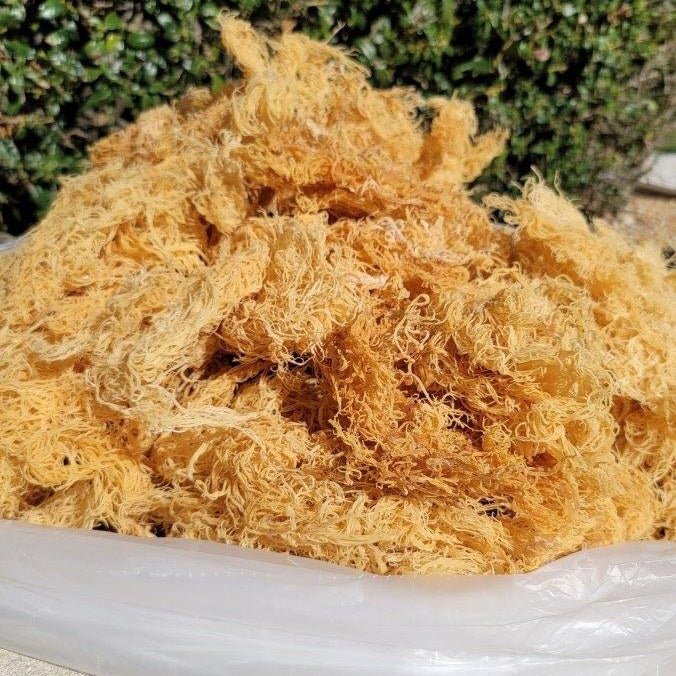 Wild Harvested Gold Seamoss